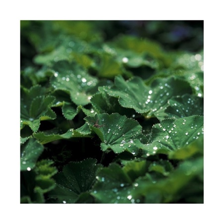 ALCHEMILLA